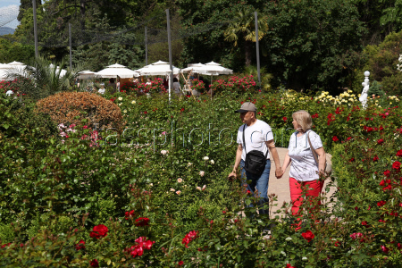 Rosery in Sochi's Riviera Park