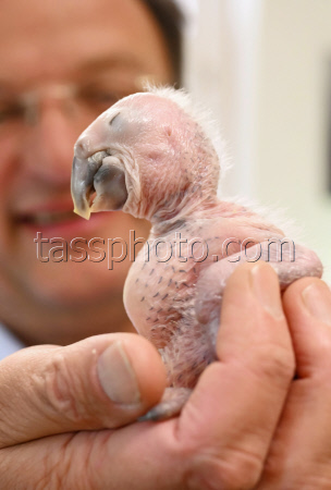 Macaw chick is hand-reared by zoo director