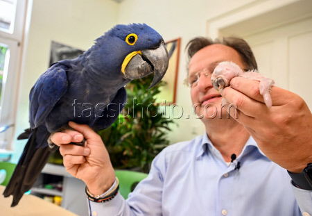 Macaw chick is hand-reared by zoo director