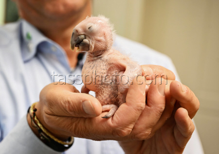 Macaw chick is hand-reared by zoo director