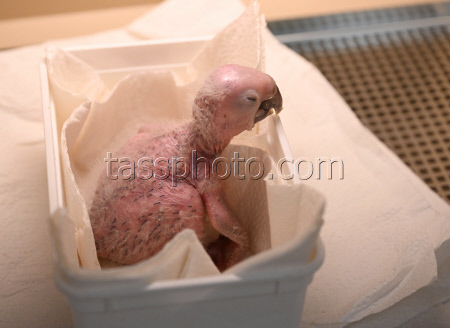 Macaw chick is hand-reared by zoo director