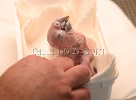 Macaw chick is hand-reared by zoo director
