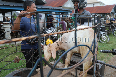 Livestock market ahead of Eid al-Adha in Aceh