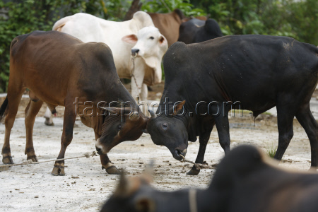 Livestock market ahead of Eid al-Adha in Aceh