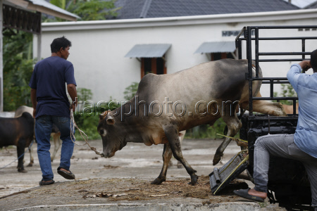 Livestock market ahead of Eid al-Adha in Aceh