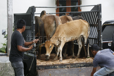 Livestock market ahead of Eid al-Adha in Aceh