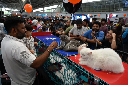 The Feline Club Of India Organises Cat Expo India 2025 In Mumbai