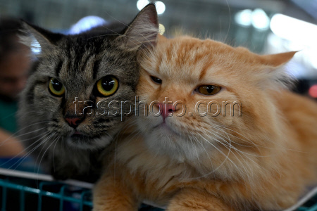 The Feline Club Of India Organises Cat Expo India 2025 In Mumbai