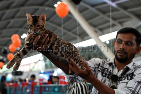 The Feline Club Of India Organises Cat Expo India 2025 In Mumbai