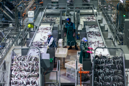 Krabozavodsk fish processing complex on Shikotan Island, Russia