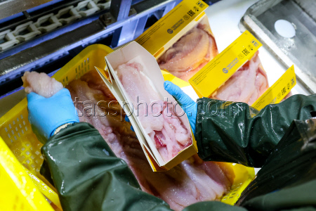Krabozavodsk fish processing complex on Shikotan Island, Russia