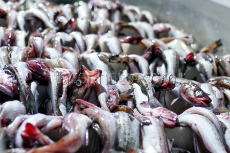 Krabozavodsk fish processing complex on Shikotan Island, Russia