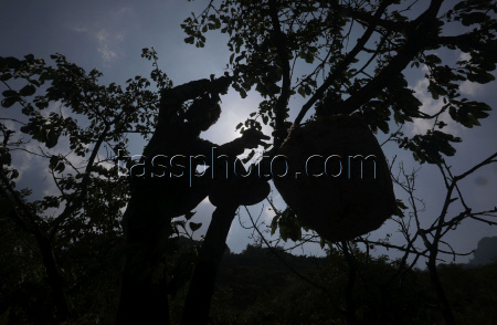 Cherry harvesting in India-administered Kashmir