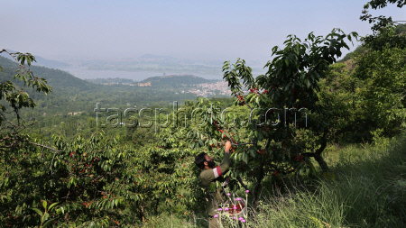 Cherry harvesting in India-administered Kashmir