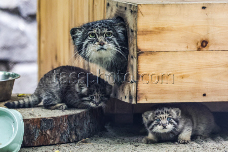 Котята манула в Новосибирском зоопарке
