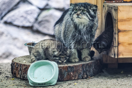 Pallas's cat kittens at Novosibirsk Zoo