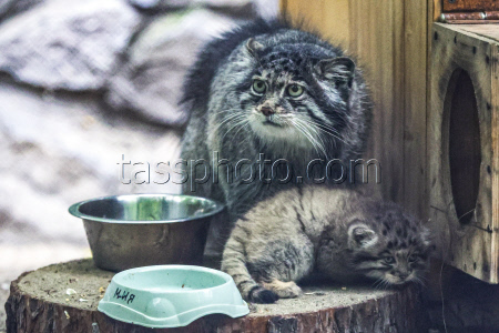 Pallas's cat kittens at Novosibirsk Zoo