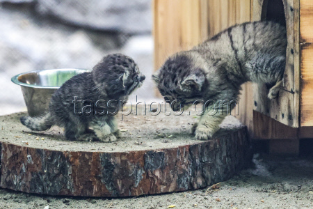 Pallas's cat kittens at Novosibirsk Zoo