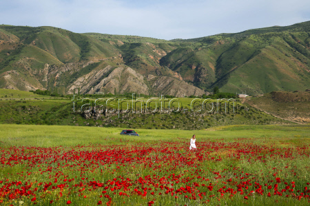 Poppy field in Armenia