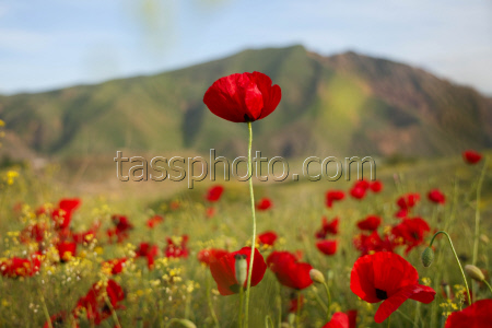 Poppy field in Armenia
