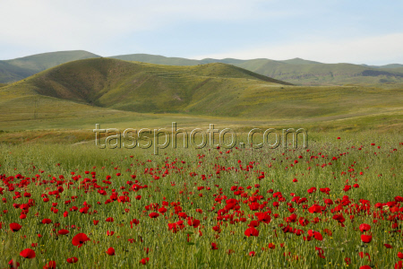 Poppy field in Armenia