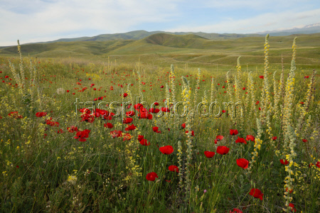 Poppy field in Armenia