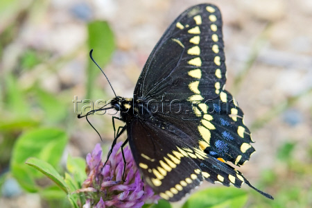 Nature: Black Swallowtail Butterfly