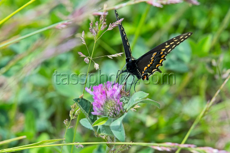 Nature: Black Swallowtail Butterfly