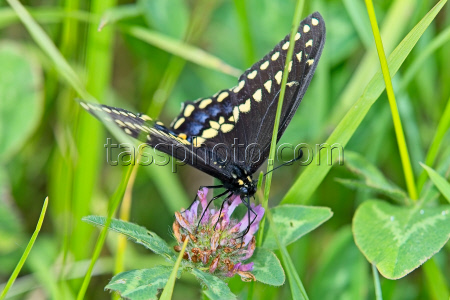 Nature: Black Swallowtail Butterfly