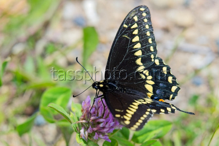 Nature: Black Swallowtail Butterfly