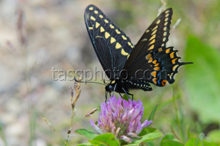 Nature: Black Swallowtail Butterfly