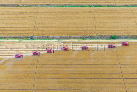 Farmers Busy With Summer Wheat Harvest In Huai'an