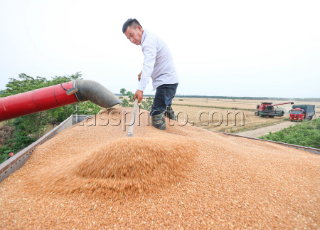 Farmers Busy With Summer Wheat Harvest In Huai'an