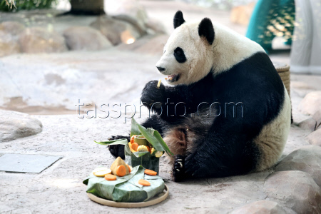 Animals Enjoy Special Zongzi Ahead Of Duanwu Festival In Nantong