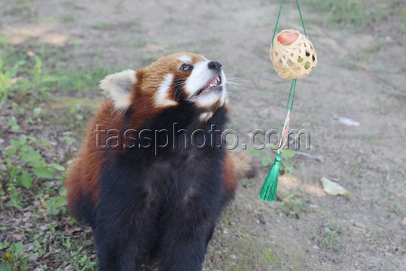 Animals Enjoy Special Zongzi Ahead Of Duanwu Festival In Nantong