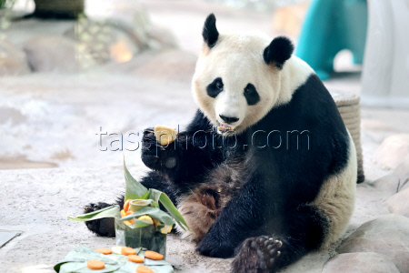 Animals Enjoy Special Zongzi Ahead Of Duanwu Festival In Nantong