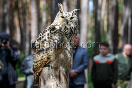 Holzan rehabilitation centre for birds of prey in Sverdlovsk Region, Russia
