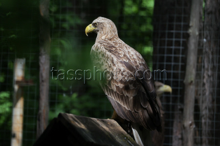 Holzan rehabilitation centre for birds of prey in Sverdlovsk Region, Russia