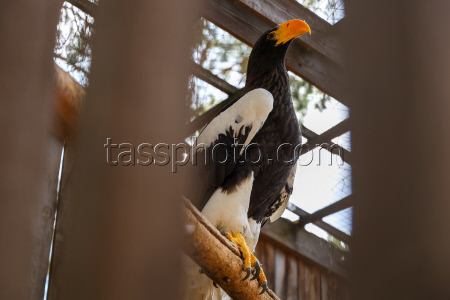 Holzan rehabilitation centre for birds of prey in Sverdlovsk Region, Russia