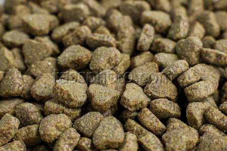 Pet food production in Belgorod Region, Russia
