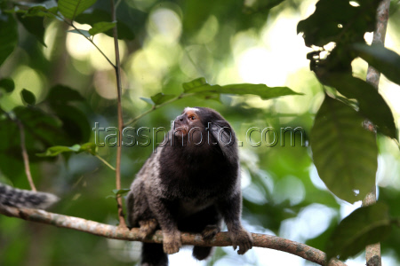 Brazil Marks Atlantic Forest Day, Urging Action To Protect A Vanishing Biome