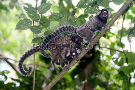 Brazil Marks Atlantic Forest Day, Urging Action To Protect A Vanishing Biome