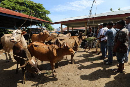 Eid al-Adha preparations in Aceh