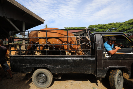 Eid al-Adha preparations in Aceh