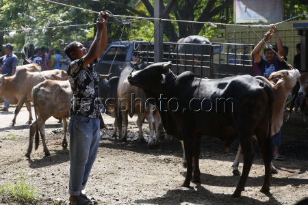 Eid al-Adha preparations in Aceh