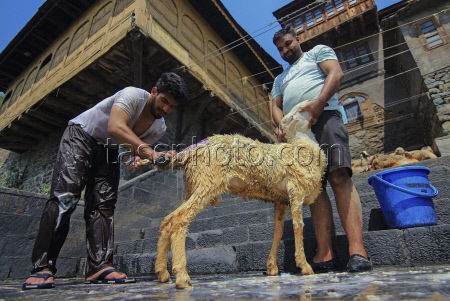 Kashmir Prepares For Eid Al Adha - India