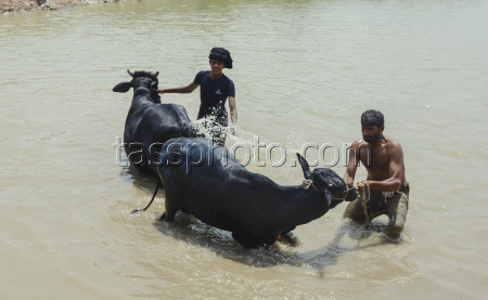 Preparing For Eid Al Adha - Pakistan