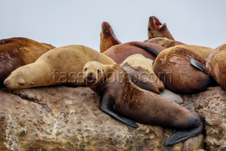 Steller sea lion rookery in Nevelsk, Russia's Sakhalin Region