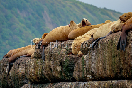 Steller sea lion rookery in Nevelsk, Russia's Sakhalin Region