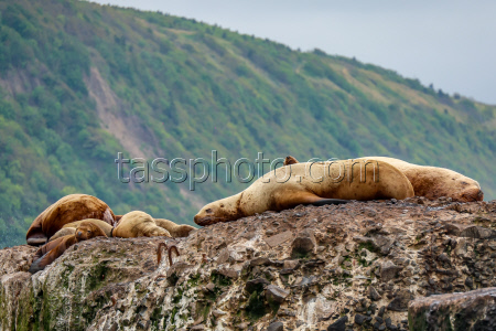 Steller sea lion rookery in Nevelsk, Russia's Sakhalin Region